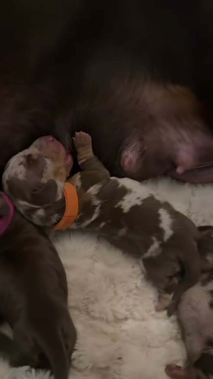 Miniature Dachshund dogs for sale: Miniature dachshund pups  - Video 3
