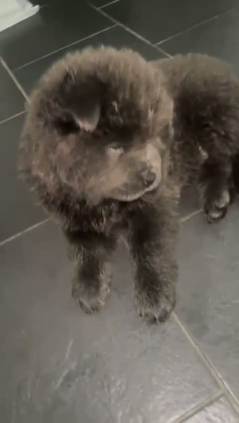 Chow Chow dogs for sale: Blue chow chow rare DNA - Video 3