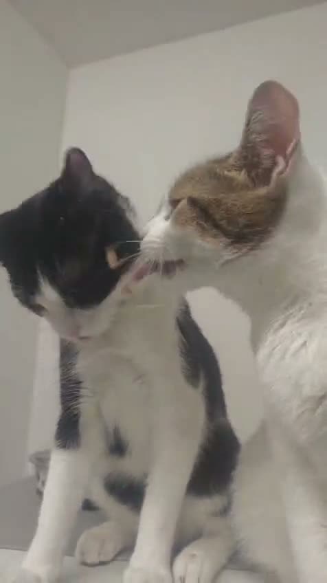Mixed Breed cats for sale: Urgent: loving cats looking for forever homes  - Video 1