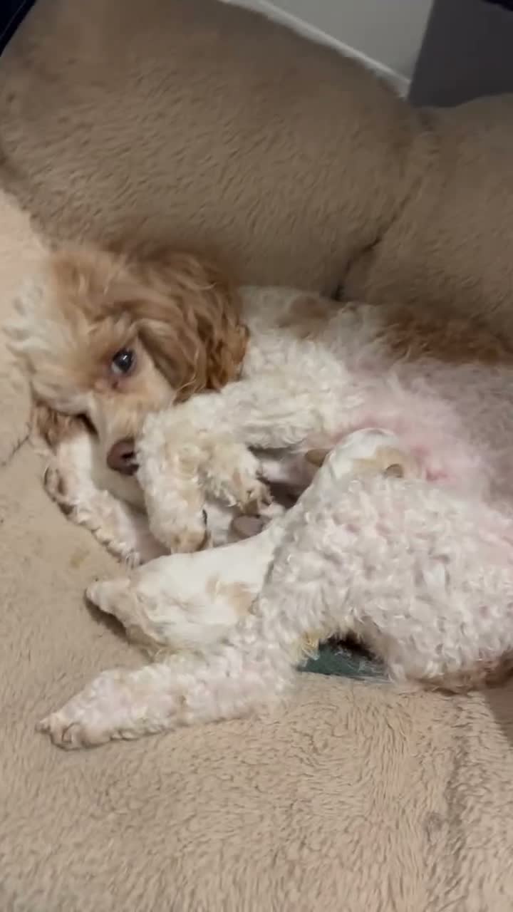 Toy Poodle dogs for sale: Tiny toy poodle parti girls avail for reservation - Video 1
