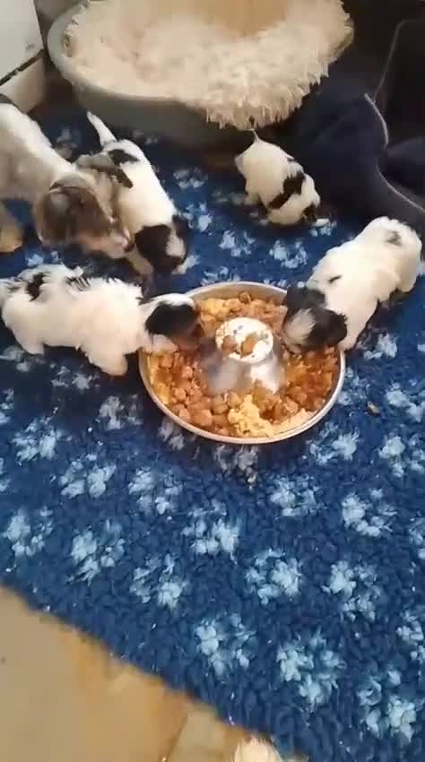 Biewer Terrier dogs for sale: 4 Beautiful BIEWER TERRIERS for Sale - Video 1