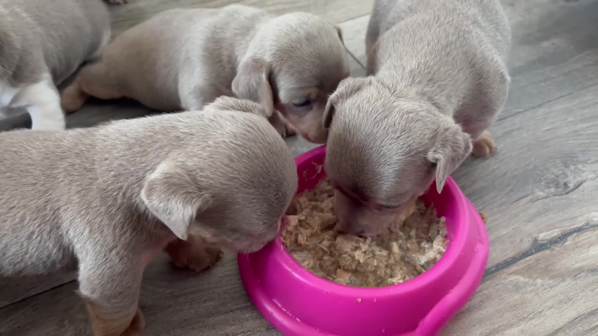 Jack Russell dogs for sale: Ready to leave lilac jack Russell’s  - Video 2