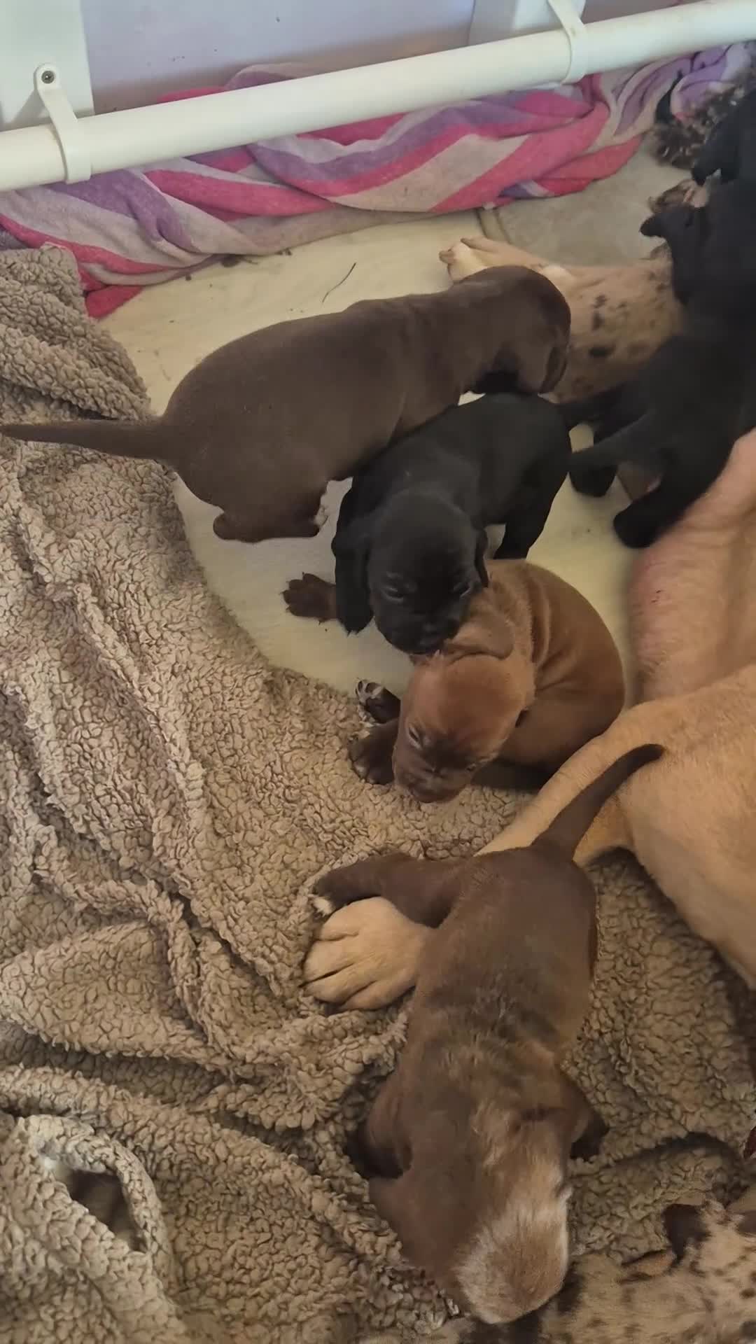 Mixed Breed dogs for sale: Cockerbull Puppies - Video 1