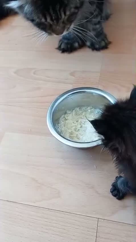 Maine Coon cats for sale: 🐾 FIVE MAINE COON (TWO POLYDACTYL)  - Video 1