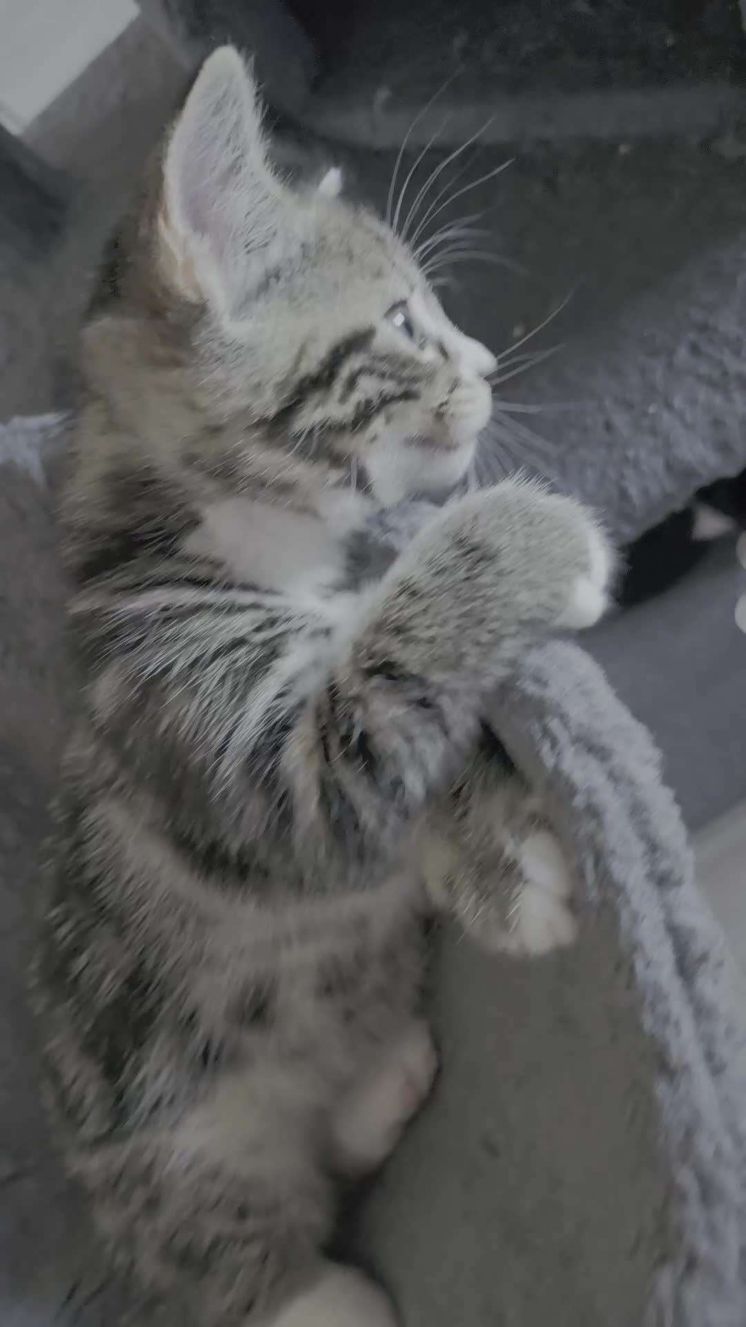 Domestic Shorthair cats for sale: Tabby Cuddly kittens- microchip+1st vaccination  - Video 1