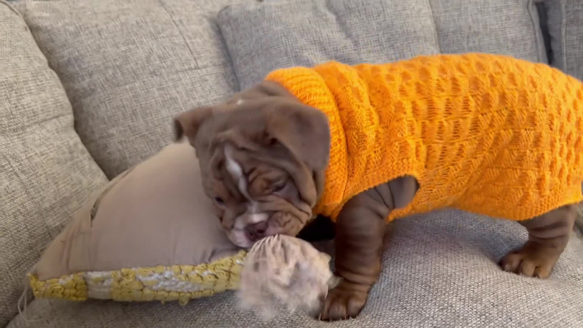 English Bulldog dogs for sale: KC registered English bulldog puppies  - Video 2