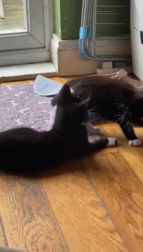Mixed Breed cats for sale: 2 boys 1 girl left (free) - Video 5