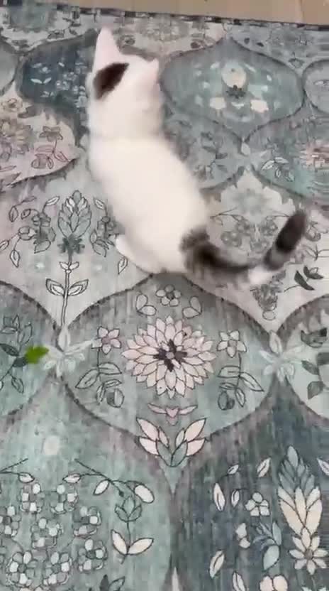 Bengal cats for sale: Bengal cross kittens  - Video 1