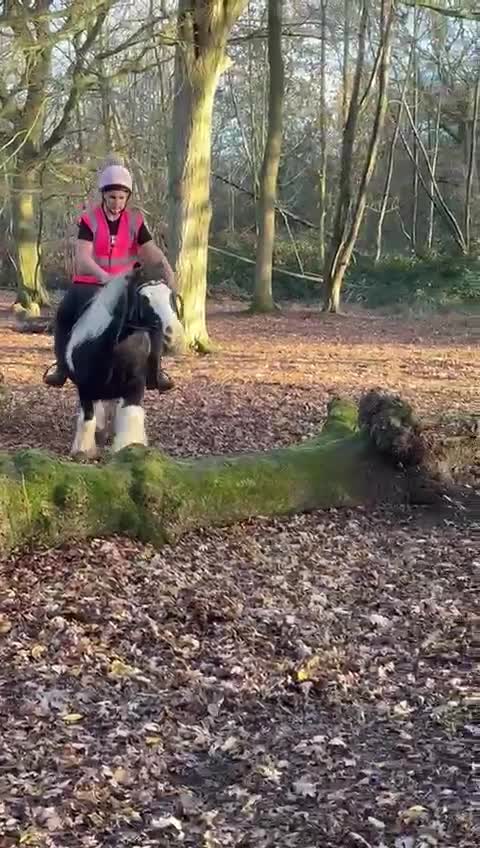 Riding pony horses for sale: Nancy  - Video 2