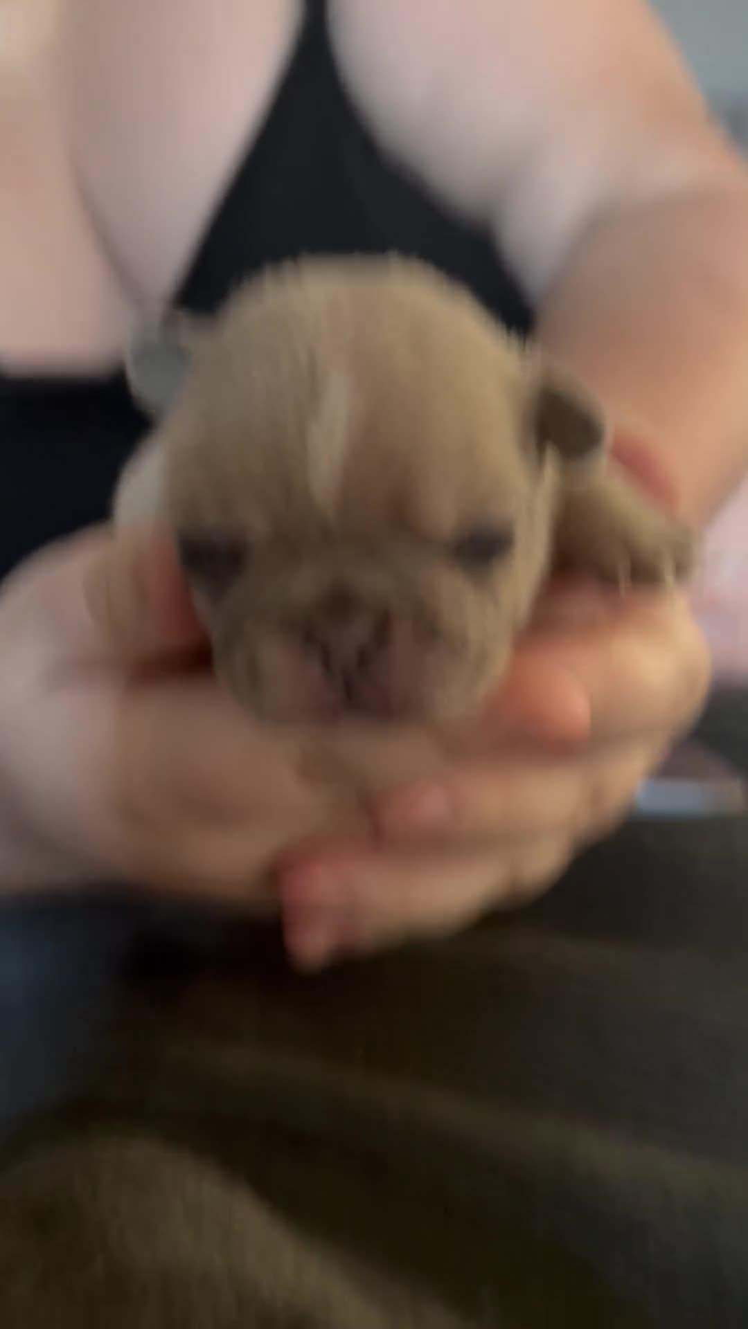 French Bulldog dogs for sale: Female French bulldog puppies - Video 3