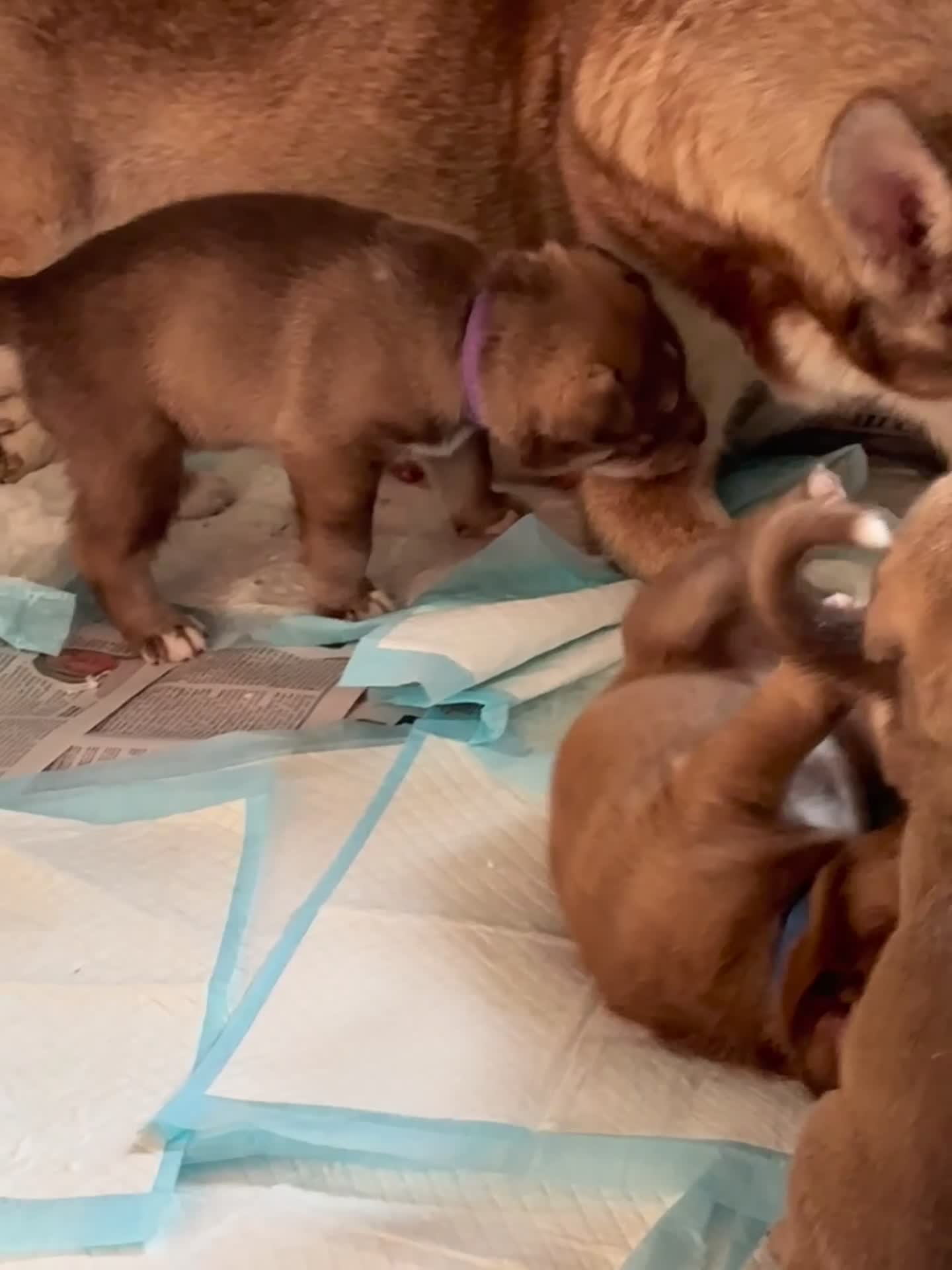Mixed Breed dogs for sale: Husky x cocker spaniel puppies  - Video 1
