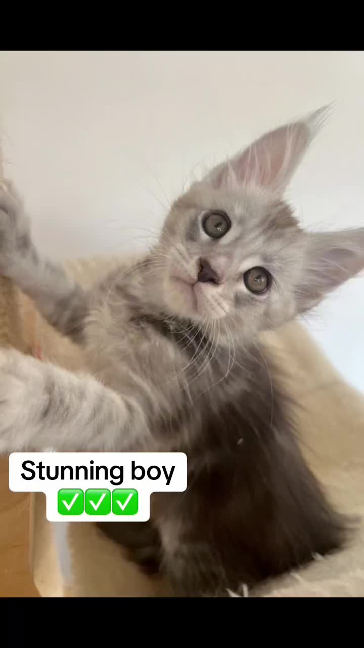 Maine Coon cats for sale: Maine Coon boy male TICA pedigree shaded  - Video 1