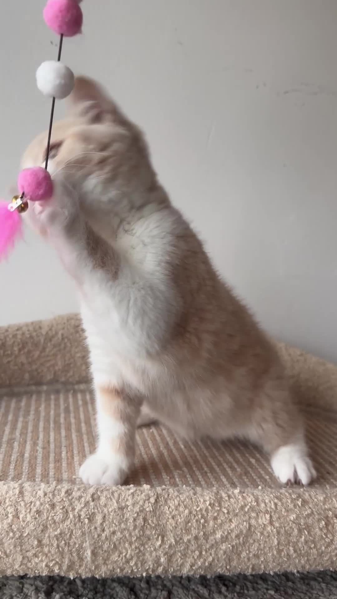 British Shorthair cats for sale: ChampionLine🏆🏆🏆Bicolour British Shorthair💙💙💖 - Video 1