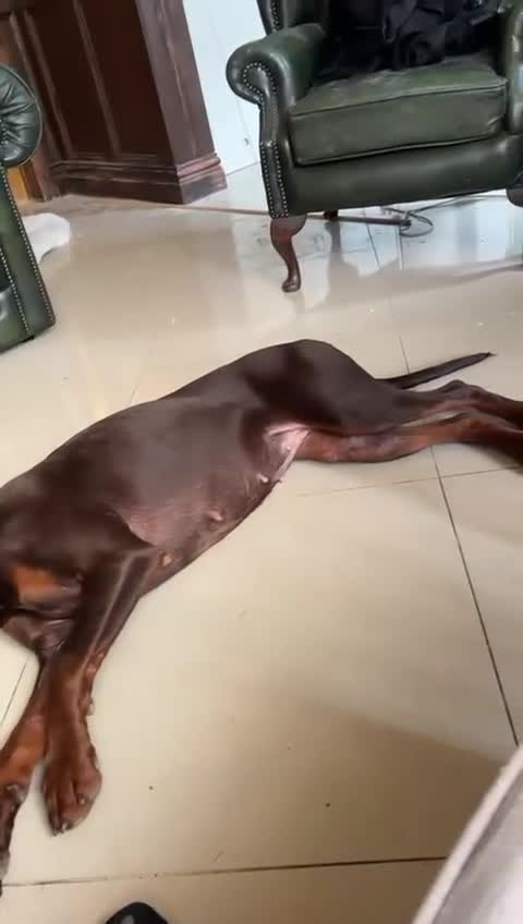 Dobermann dogs for sale: Champion Bloodline Dobermann female  - Video 3