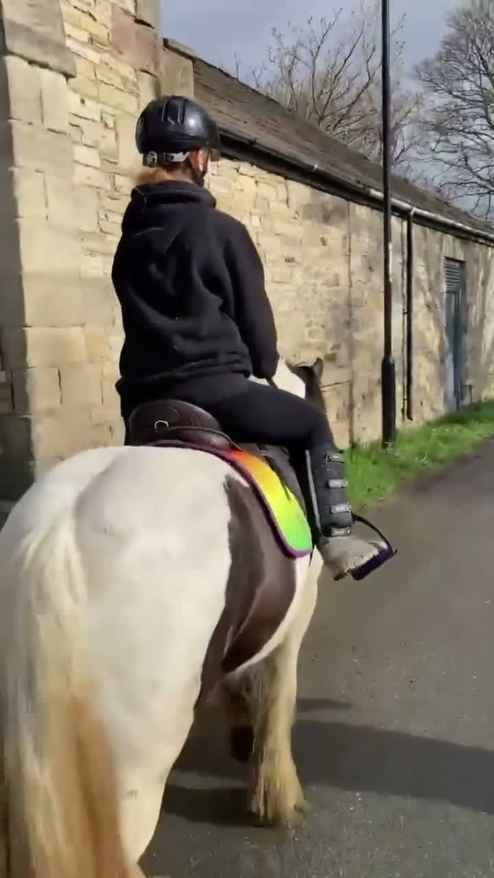 Irish Cob horses for sale: Pebbles  in Jarrow - Video 2