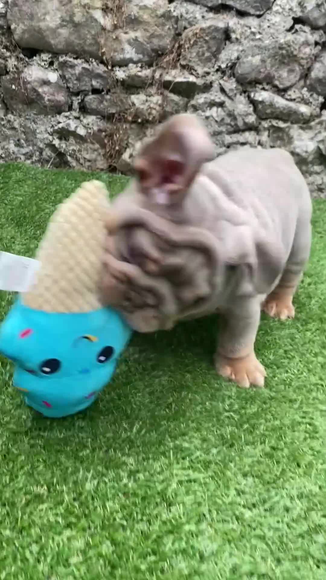 English Bulldog dogs for sale: Beautiful KC lilac & tan English bulldog puppies - Video 1