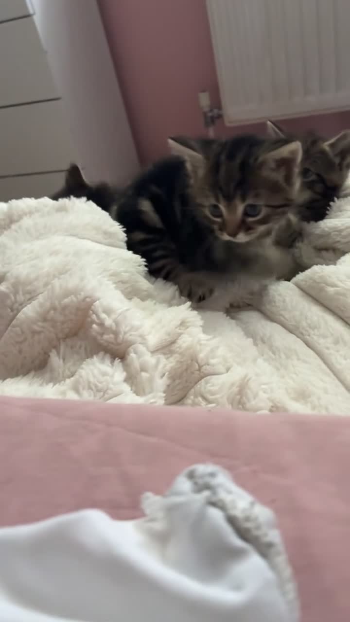 Mixed Breed cats for sale: Mixed khoa manee and bengle  - Video 1