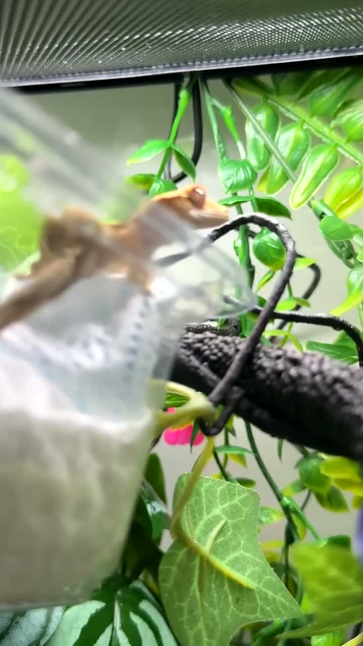 Gecko reptiles for sale: 🦎Baby Crested Gecko & Complete Setup in London - Video 1