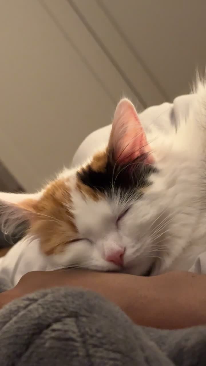 Mixed Breed cats for sale: Beautiful Calico Long-Haired Indoor Cat - Video 2