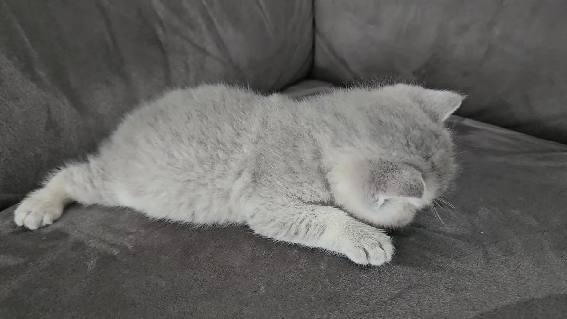 British Shorthair cats for sale: Rare GCCF Registered British Shorthair Kittens  - Video 1