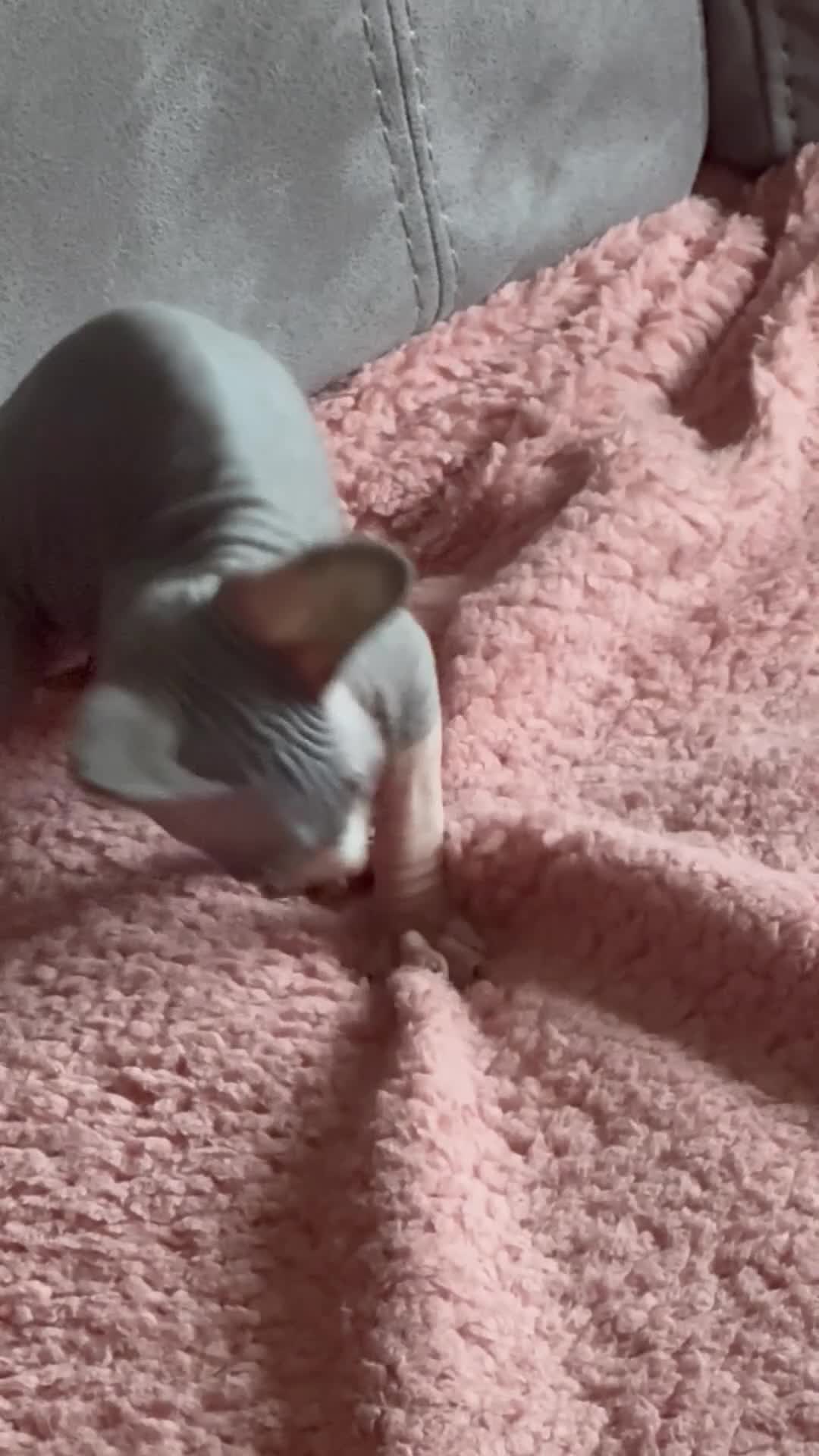 Sphynx cats for sale: Beautiful Sphynx Kittens 🐾 - Video 1