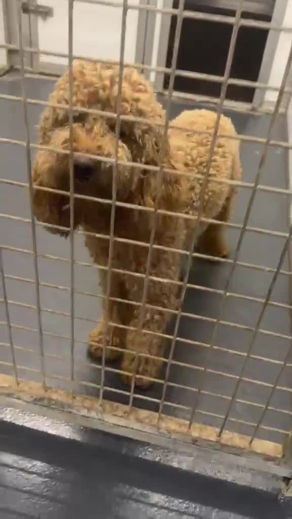 Mini Goldendoodle dogs for sale: F1, health tested, 5* breeder & POLICE K9 trainer - Video 3