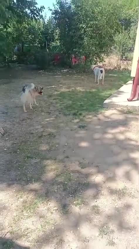 Mixed Breed dogs for adoption: 🌸MEET BIANCA - A Gentle Girl for a Loving Home - Video 4