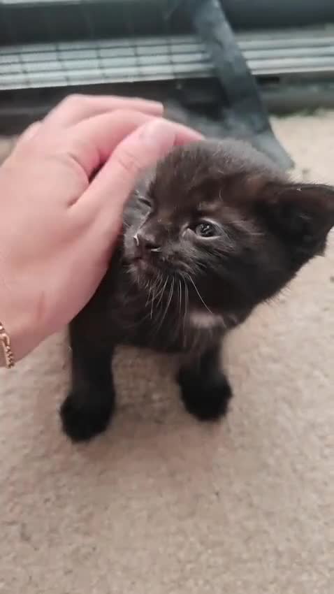 Mixed Breed cats for sale: Beautiful and friendly kittens in Stowmarket - Video 1