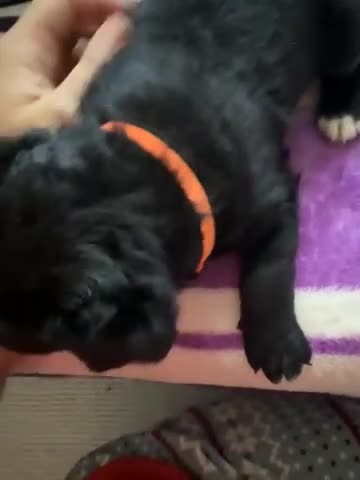 Goldador dogs for sale: Goldador x Labrottie Miniature Puppies for Sale - Video 3