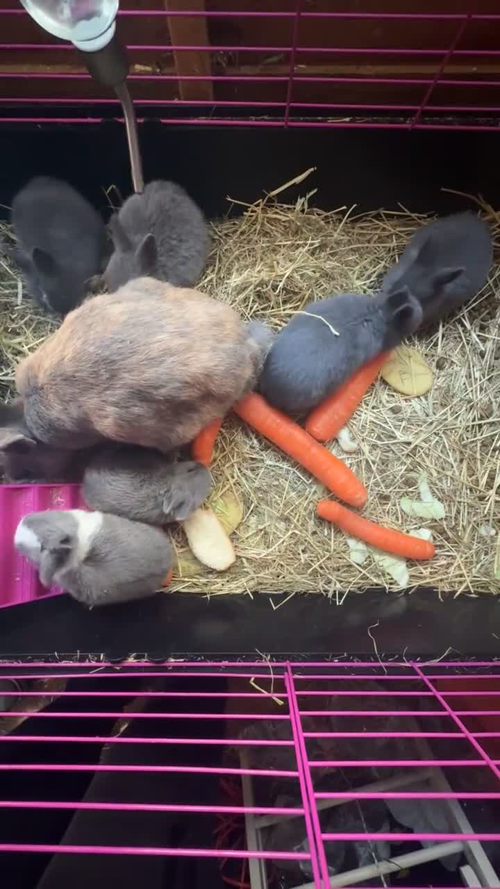 Netherland Dwarf rabbits for sale: Adorable Baby Netherland Dwarf Rabbits - Video 2