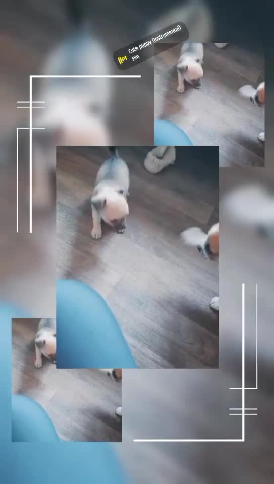 Chihuahua dogs for sale: Ready 4th november - Video 1