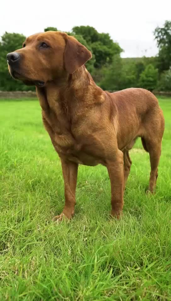 Labrador Retriever dogs for stud: Fox red labrador for stud- Fully health tested in Leyburn - Video 1