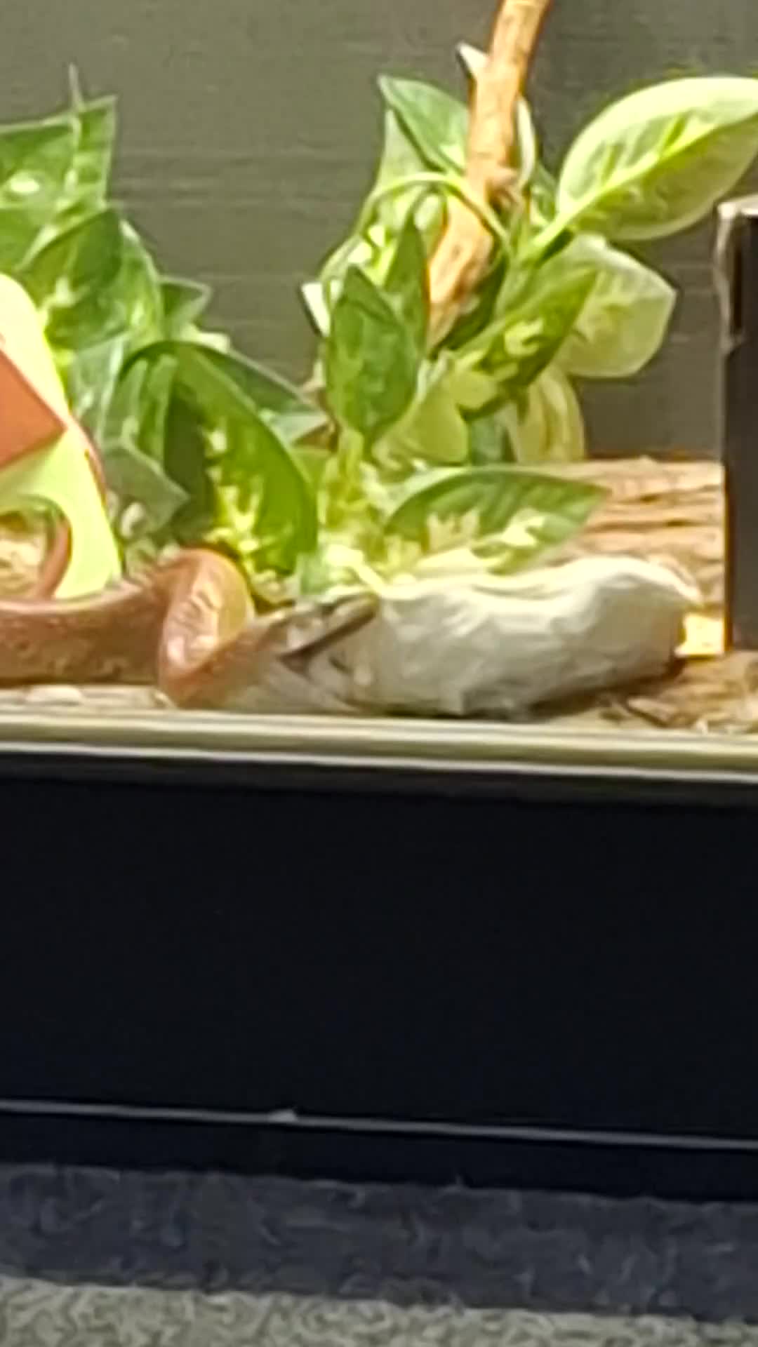 Corn Snake reptiles for sale: Corn snake and vivarium  - Video 1