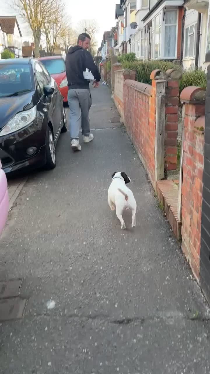 Mixed Breed dogs for sale: Eddie  - Video 1