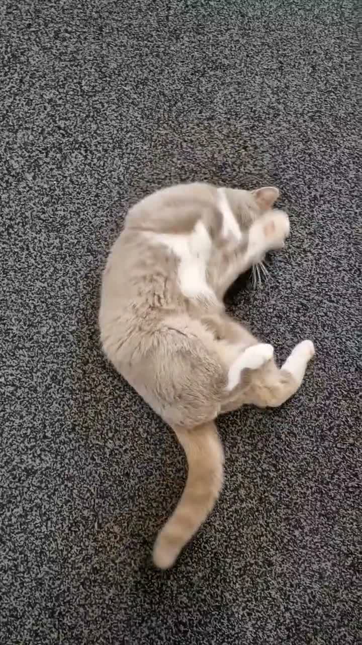 British Shorthair cats for sale: Beautiful Bi-Coulor British Shorthair Male. - Video 1