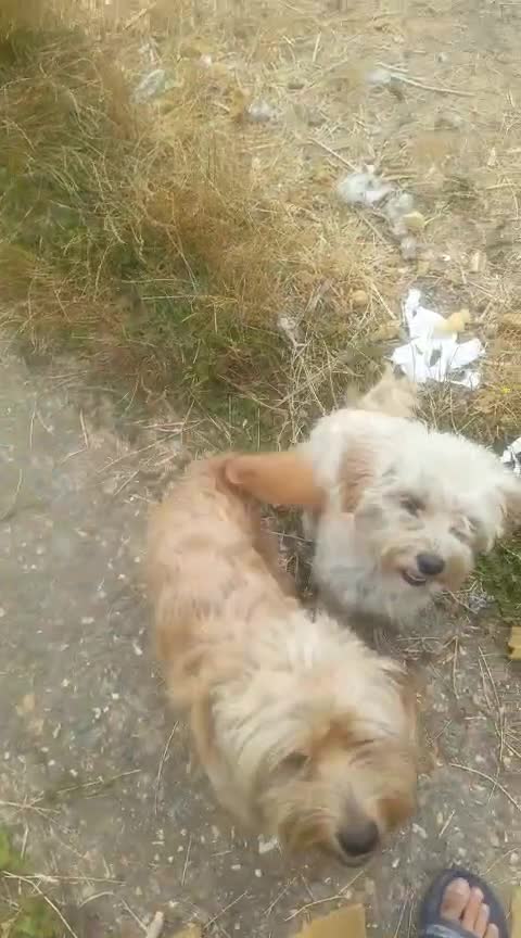 Maltese dogs for sale: Urgent mom and dad for sale  - Video 1