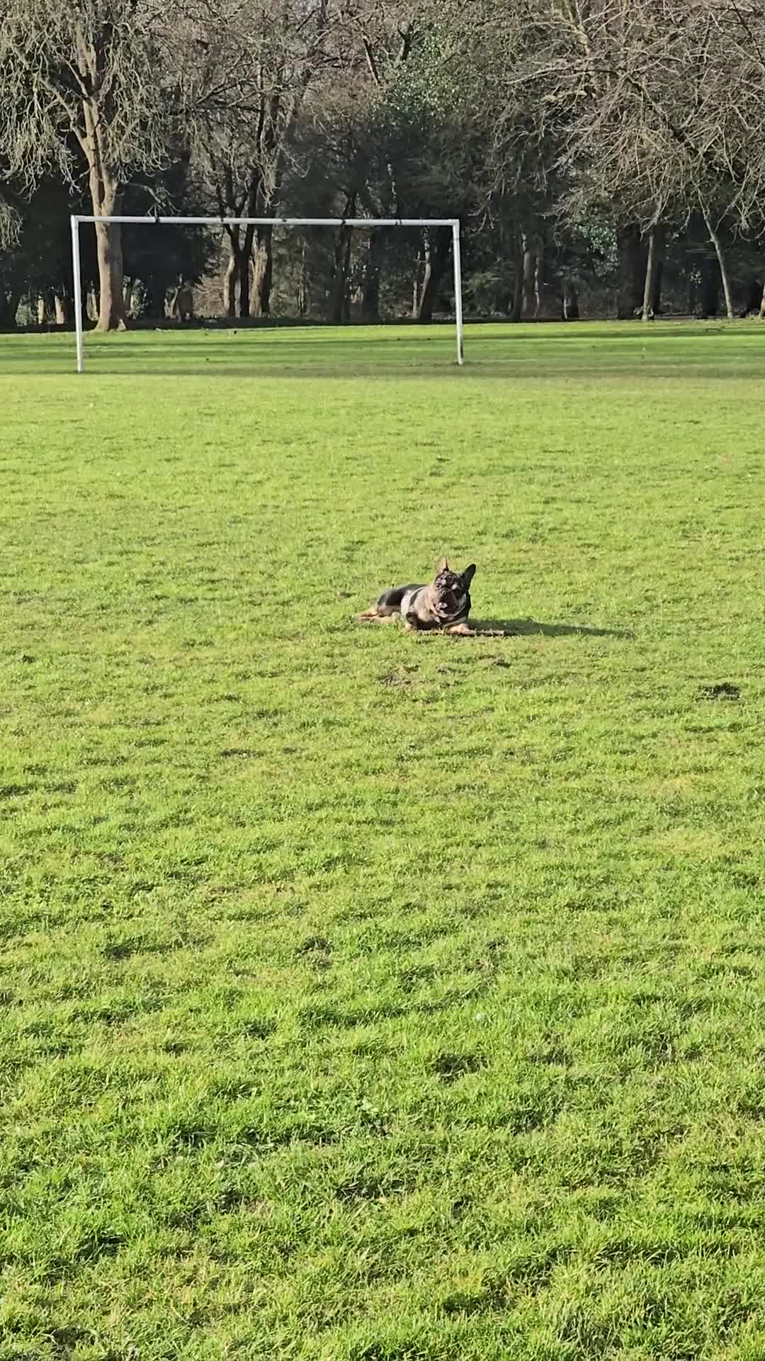 French Bulldog dogs for stud: French bulldog  - Video 2