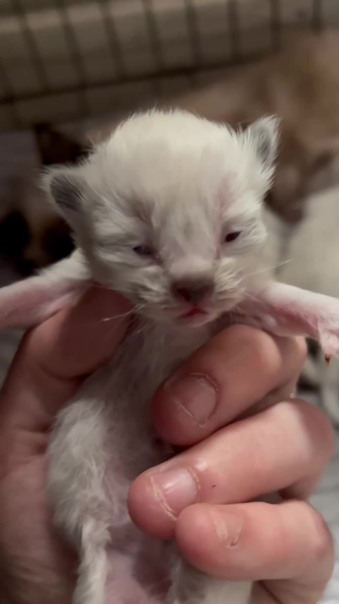 Ragdoll cats for sale: Ragdoll kittens  - Video 5
