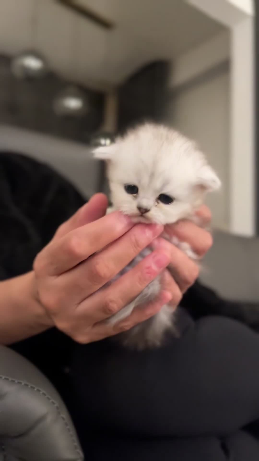 Persian cats for sale: Persian Kittens - Video 2