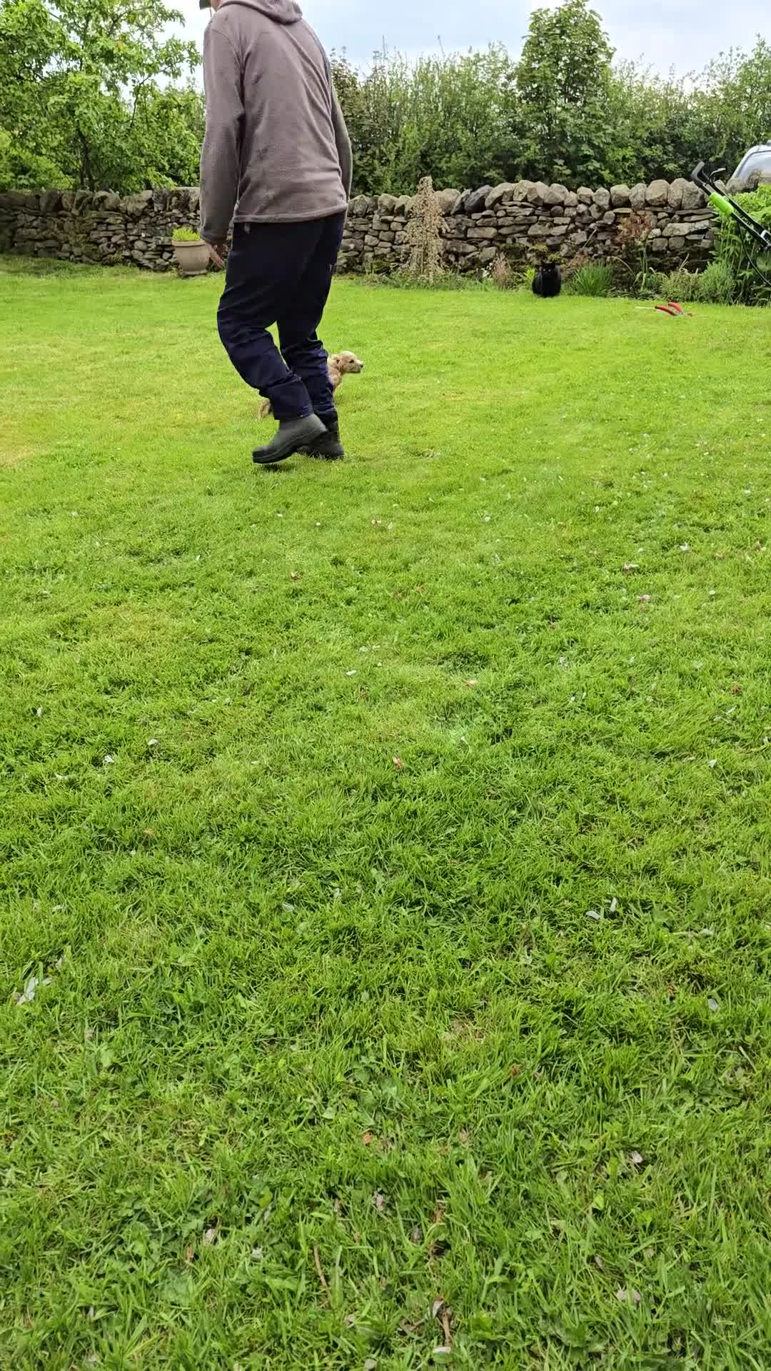 Cocker Spaniel dogs for sale: An intelligent,healthy male working type - Video 2