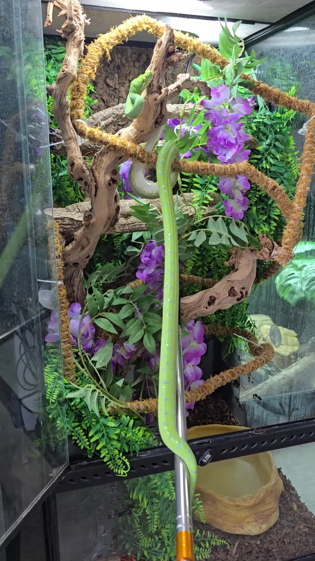 Python Snake reptiles for sale: Green tree python - Video 1