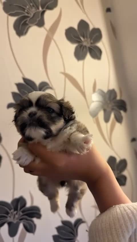 Pekingese dogs for sale: Pekingese puppies  - Video 1
