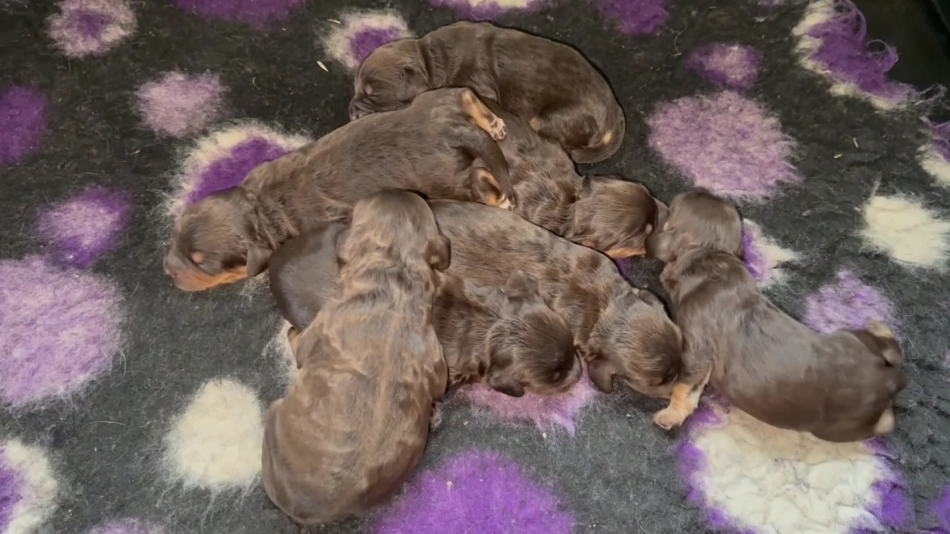 Cockapoo dogs for sale: Beautiful choc tan phantom cockapoos  - Video 1