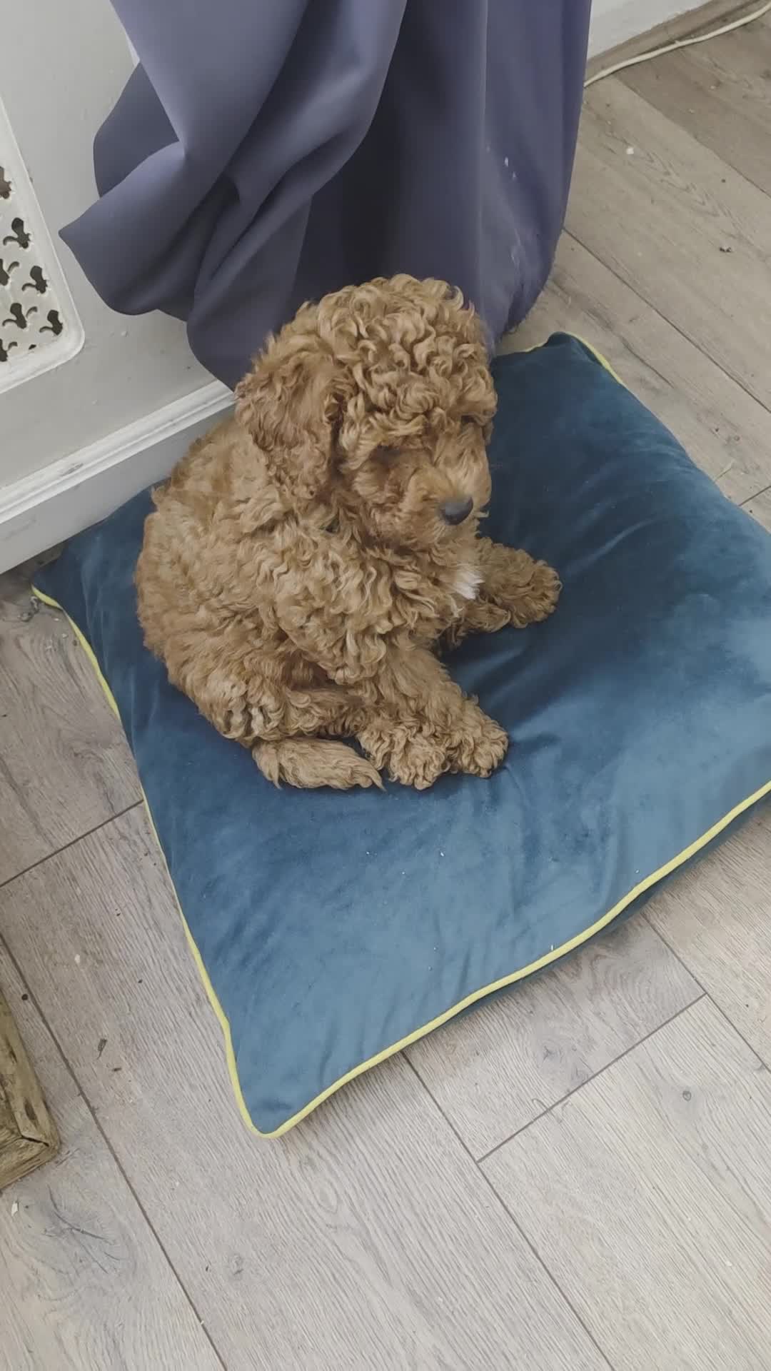 Toy Poodle dogs for sale: Fox red KC reg toy poodle 10 weks - Video 1