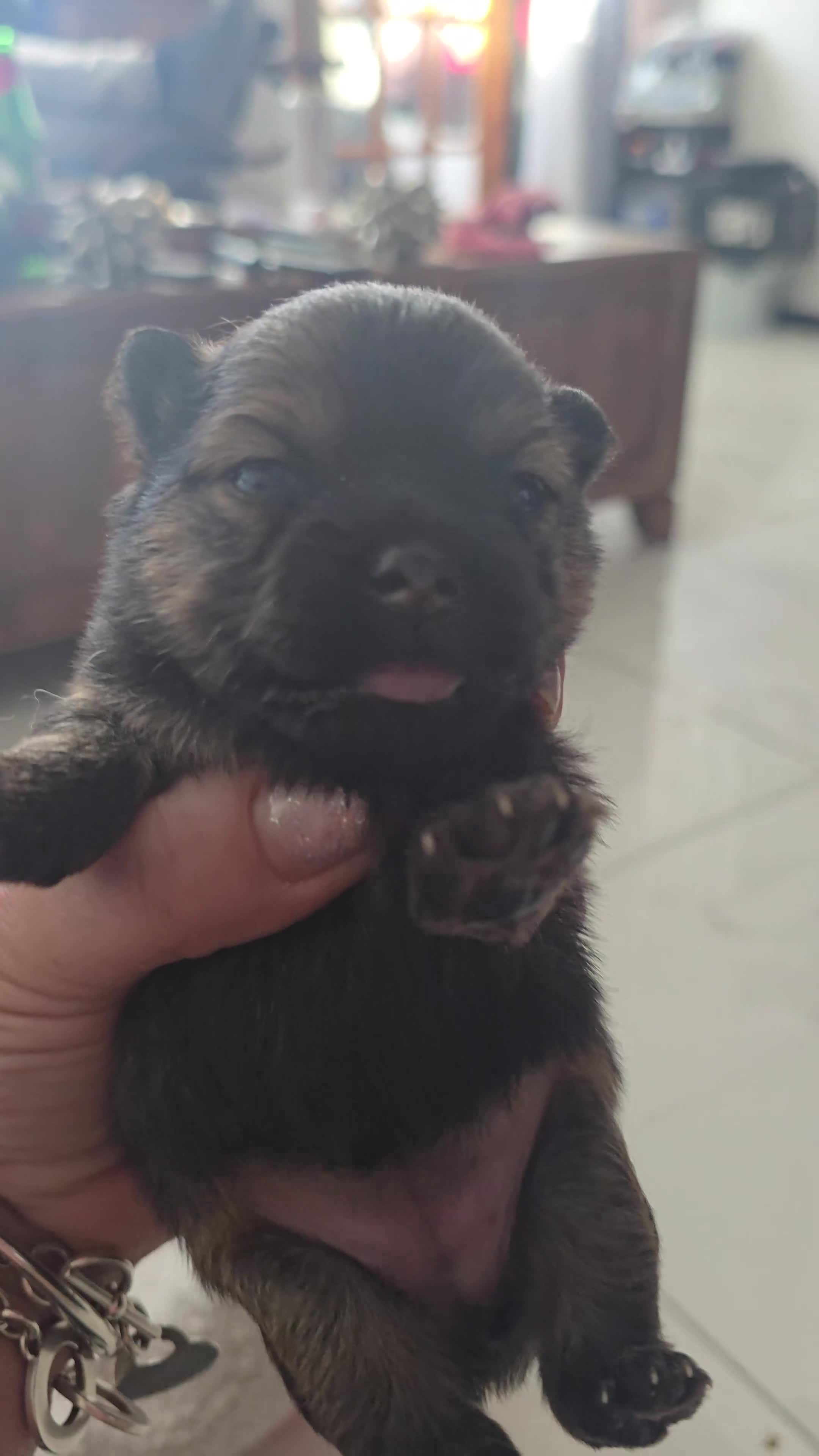 Mixed Breed dogs for sale: Tiny  **  Yorkiepoms - Video 2