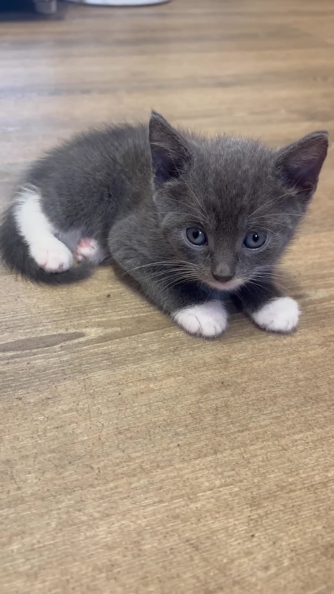 Mixed Breed cats for sale: Adorable Male Kittens Ready to Reserve - Video 2