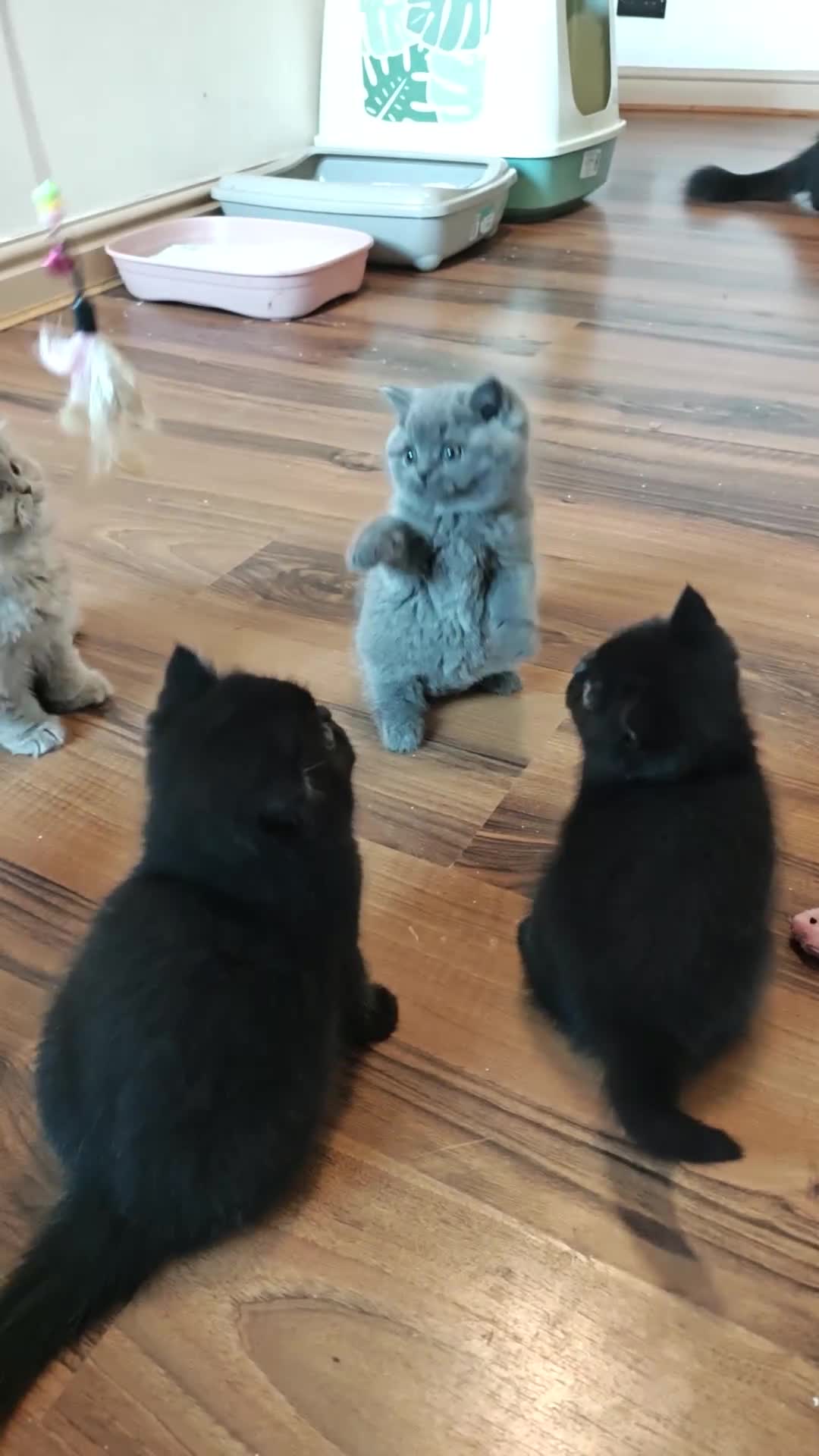 British Shorthair cats for sale: Stunning Teddy bear BSH kittens  GCCF  - Video 2