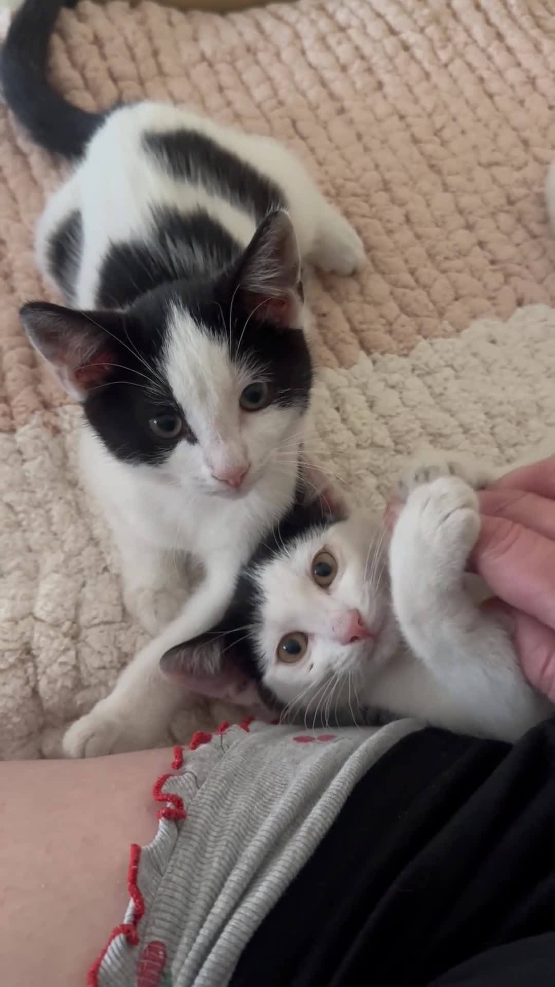Mixed Breed cats for sale: Kittens  - Video 1