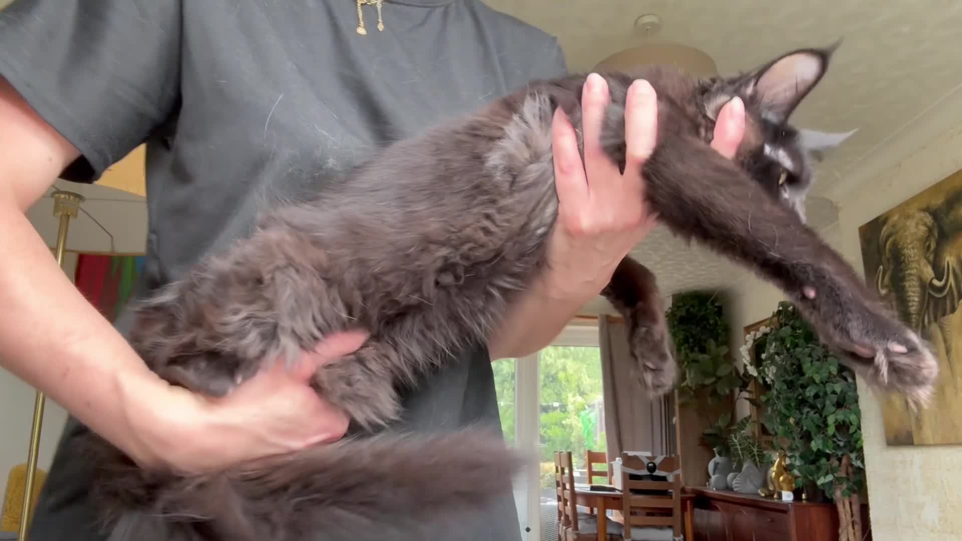 Maine Coon cats for sale: XXL kittens Tica ❤️ - Video 1