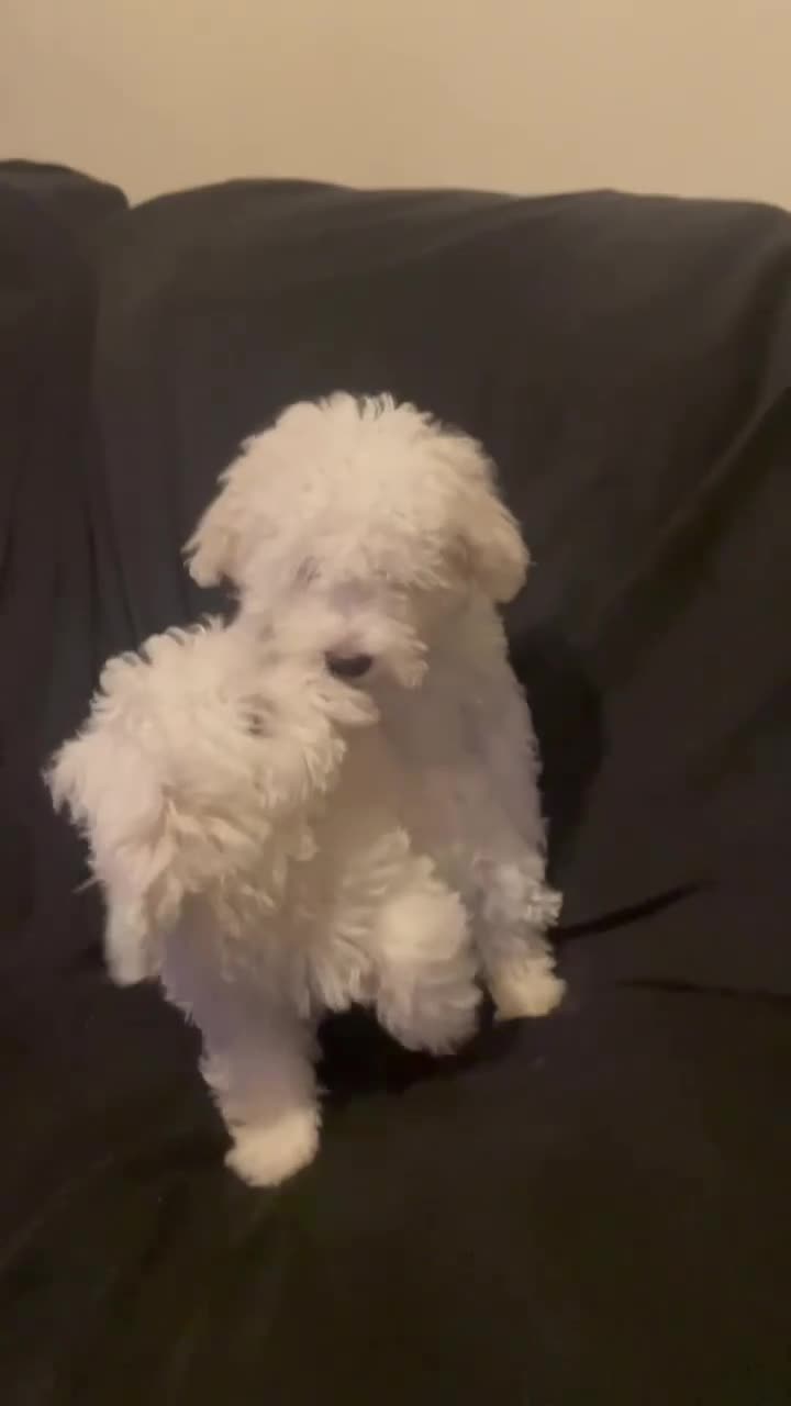 Maltese dogs for sale: Maltese Puppies Girls Ready Now  - Video 1